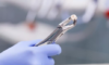 Implant dentaire placé immédiatement après une extraction dentaire.